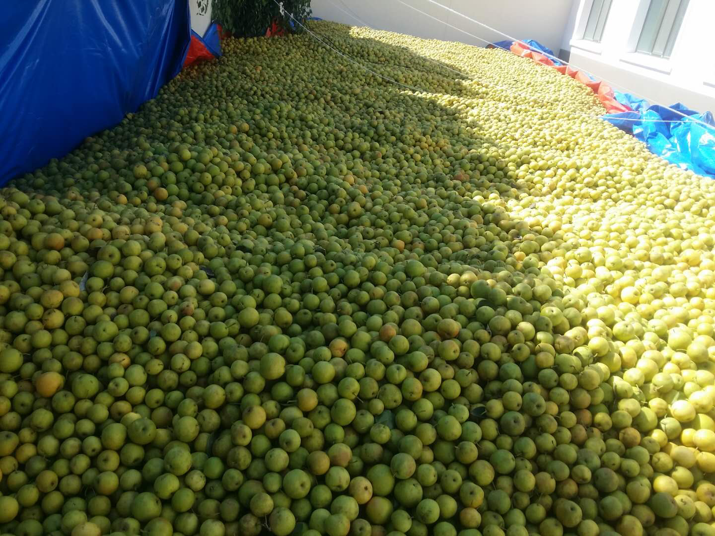 南果梨批发市场交易现场