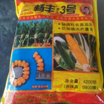 玉米种子