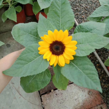 向日葵向阳花