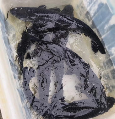 [青鱼批发]长年供应,8斤以上,10斤以上水库青鱼价格10.