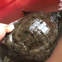 中秋节特价甲鱼全国包邮