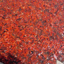 锦鲤鱼红草鱼金鱼