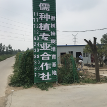 楸树