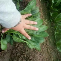 菠菜15~20厘米