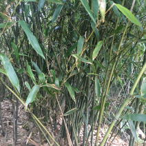 竹子，观赏竹，绿化