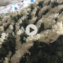 鲜切菊花白菊