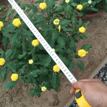 菊花，大批量出售