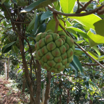 布福娜（黑老虎）五年结果苗
