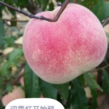 国家扶持村大量金秋红蜜