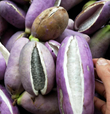 [八月瓜批发]八月瓜保健希特水果价格25.00元/斤 - 一亩田