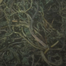 香椿芽