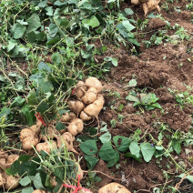 凉薯