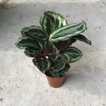 140彩虹竹芋