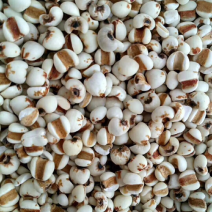 优质大薏米-色泽好，口味好，欢迎采购量大从优