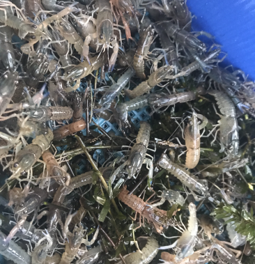 澳龙苗澳洲龙虾苗澳洲淡水龙虾苗澳龙