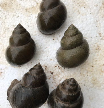 中华圆田螺,田螺,本地螺!厚壳无青苔!田螺种全国均可发货