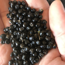 射干种子产新，没有任何参杂。合作社自己种植采收的，纯净。