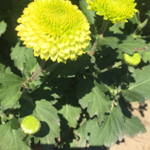大量出售短日照独头菊，量大从优，有需要的可以联系我