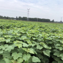 梓树小苗