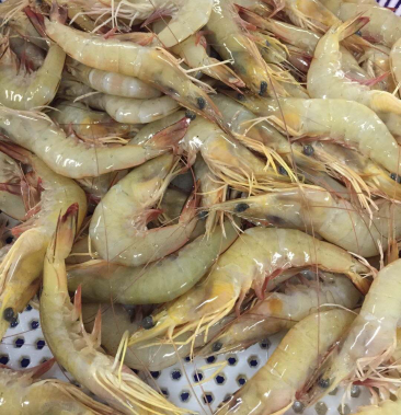 明虾 北海产地直供 全国批发