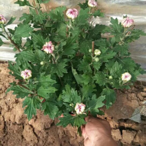 出售菊花