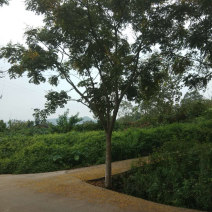 栾树