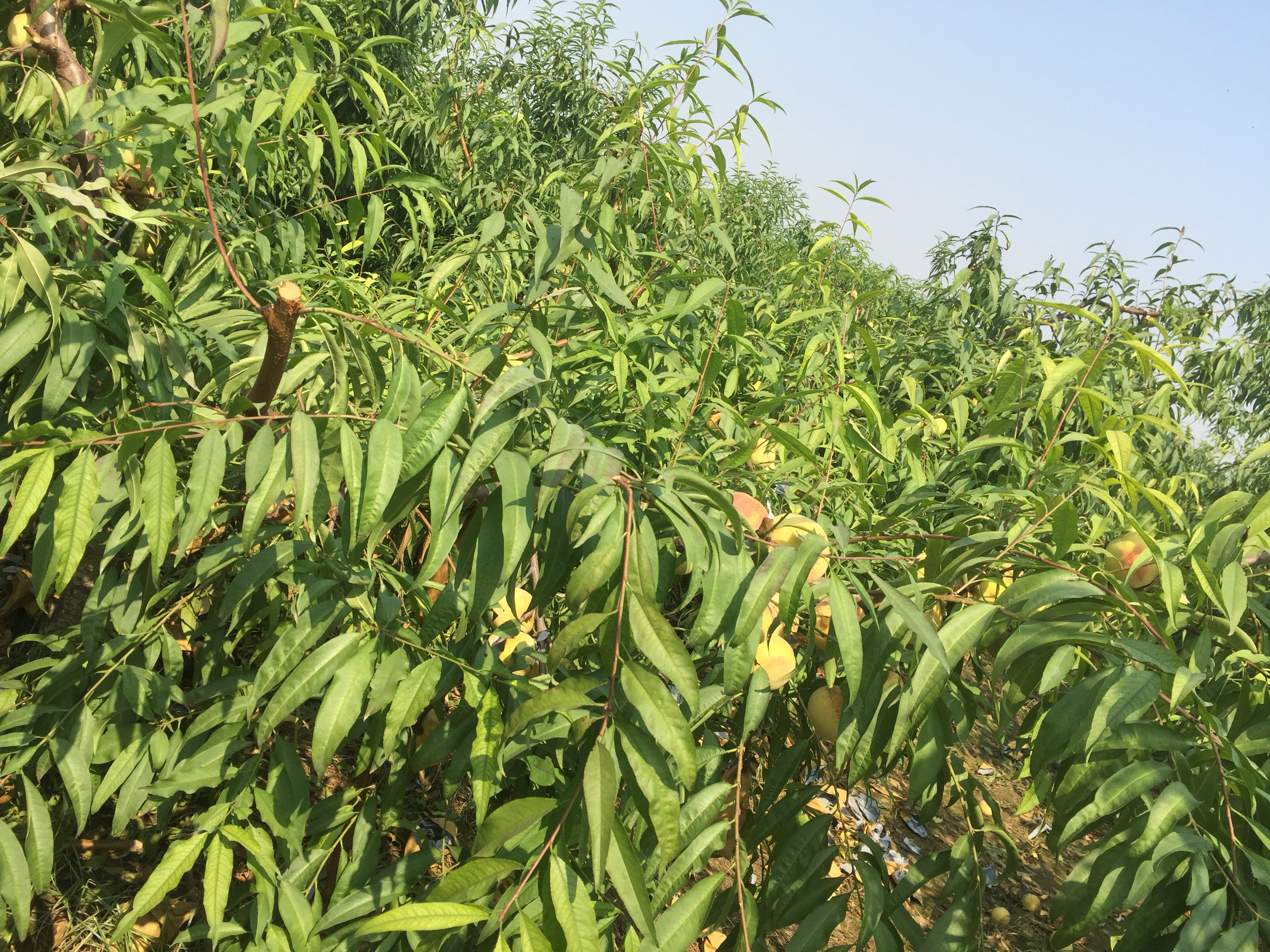 果农在果园中采摘成熟的冬桃,阳光洒在果实上,呈现出金黄与粉红交织的颜色 冬桃采摘场景