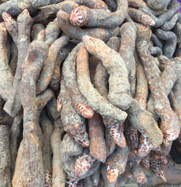 瓜州锁阳甘肃野生冬季金锁阳鲜货锁阳5斤包邮