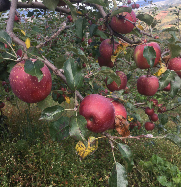 [苹果批发]小凉山糖心苹果价格1.80元/斤 - 一亩田