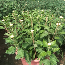 出售菊花