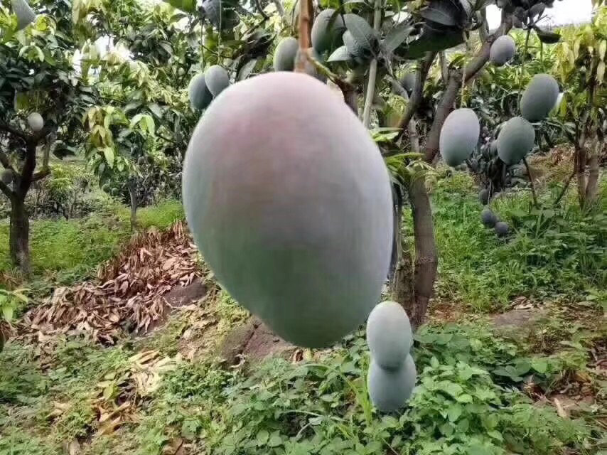 凯特芒果园,云南德宏芒市,阳光下的芒果挂满枝头,果农正在采摘 凯特芒在云南德宏芒市的果园