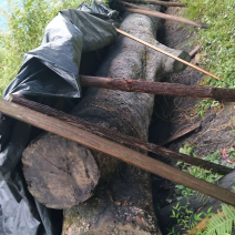 野生珍稀金丝楠木
