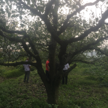 梨树