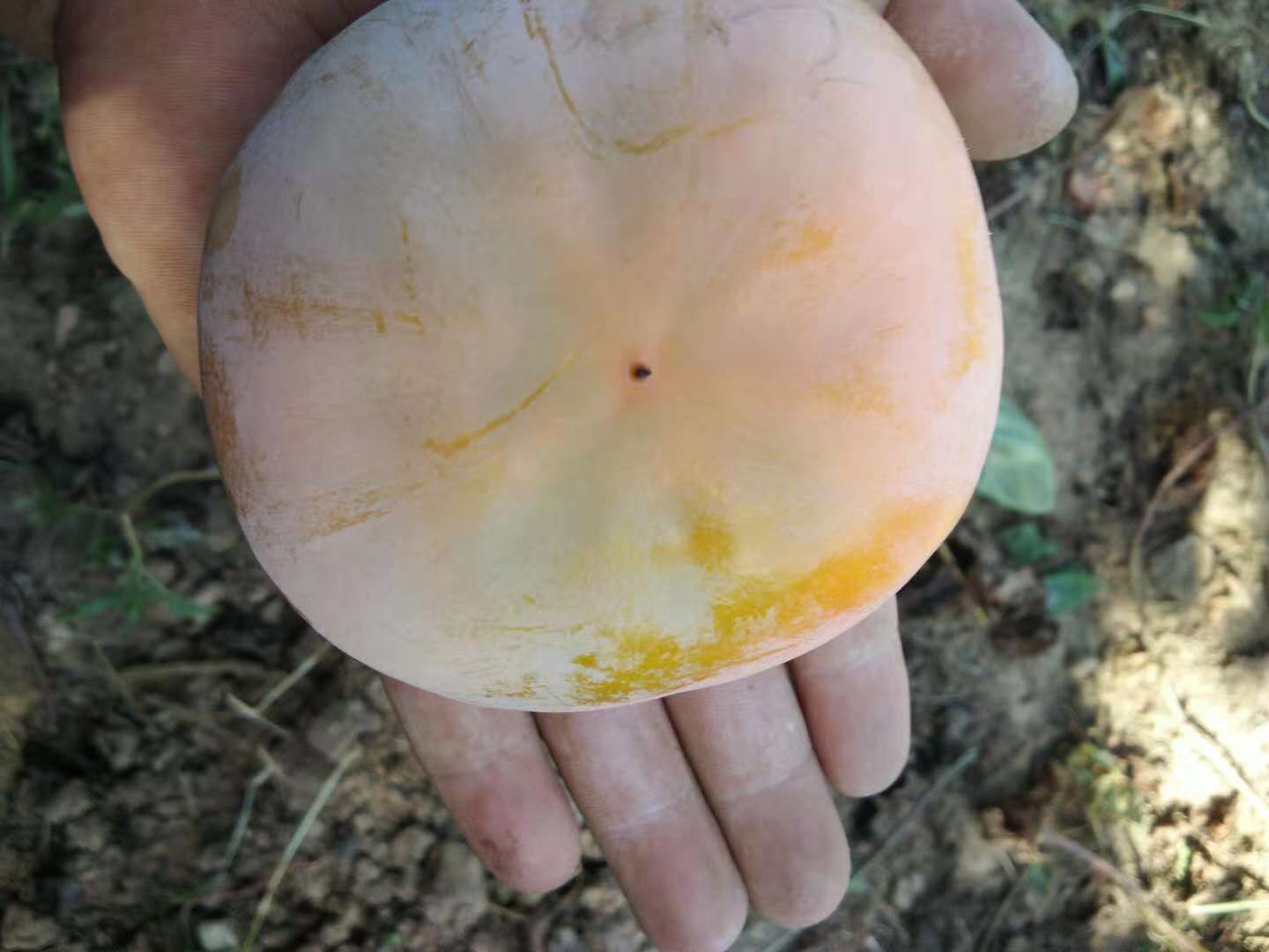 两盘并列摆放的水果,左侧为橙红色、表皮光滑的脆柿,形状接近苹果;右侧为橙黄色、略带褶皱的软柿,呈现出典型的成熟软化状态。背景为木质餐桌,自然光线照射,突出两种柿子在外观和质感上的差异 脆柿与普通软柿对比图