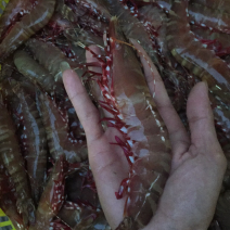 红脚虾鬼虾