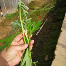 精品芦蒿供应