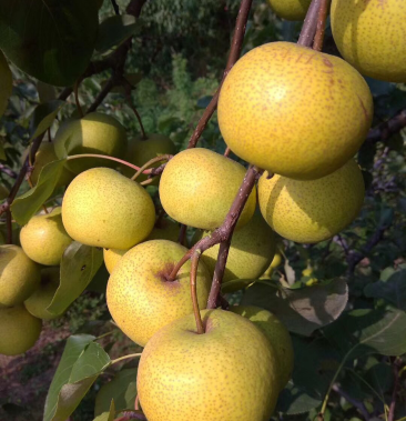 山坡酸梨,果肉细腻多汁,皮毛干净,大量有货