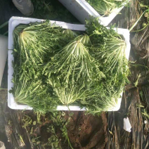 苦苣精品