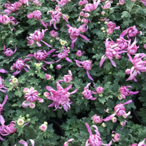 国庆菊菊花