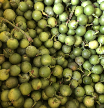 竹柏种子盆景植物种子长绿植物