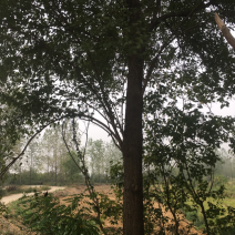 桑树