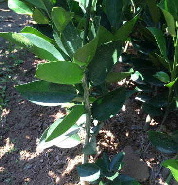 胡柚苗,又称常山胡柚苗