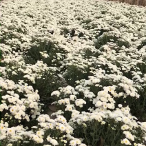 贡菊
