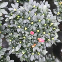 小桃红杜鹃花