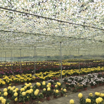 菊花盆栽处理