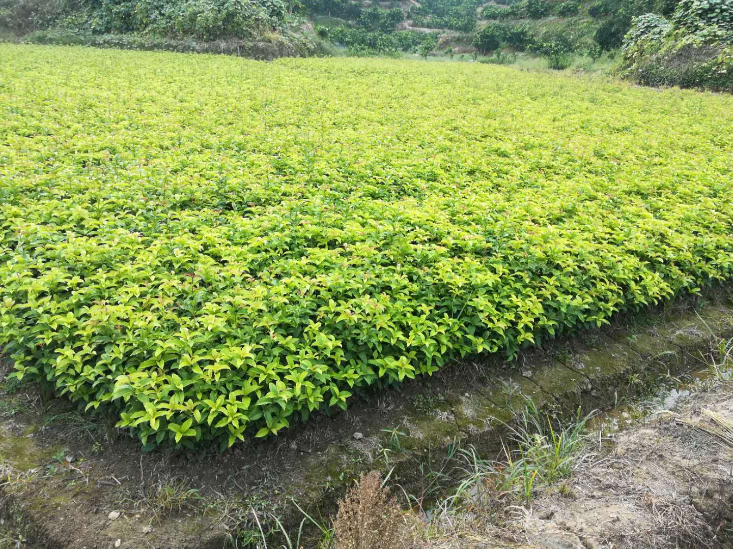 四季桂盛开的场景