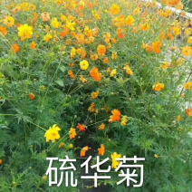 江苏沭阳县，硫华菊种子品质保证欢迎采购，合作共赢
