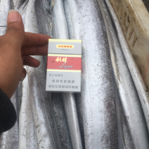 特级刀鱼，精品鲜货