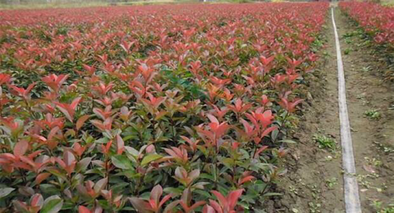 红叶石楠栽植要点