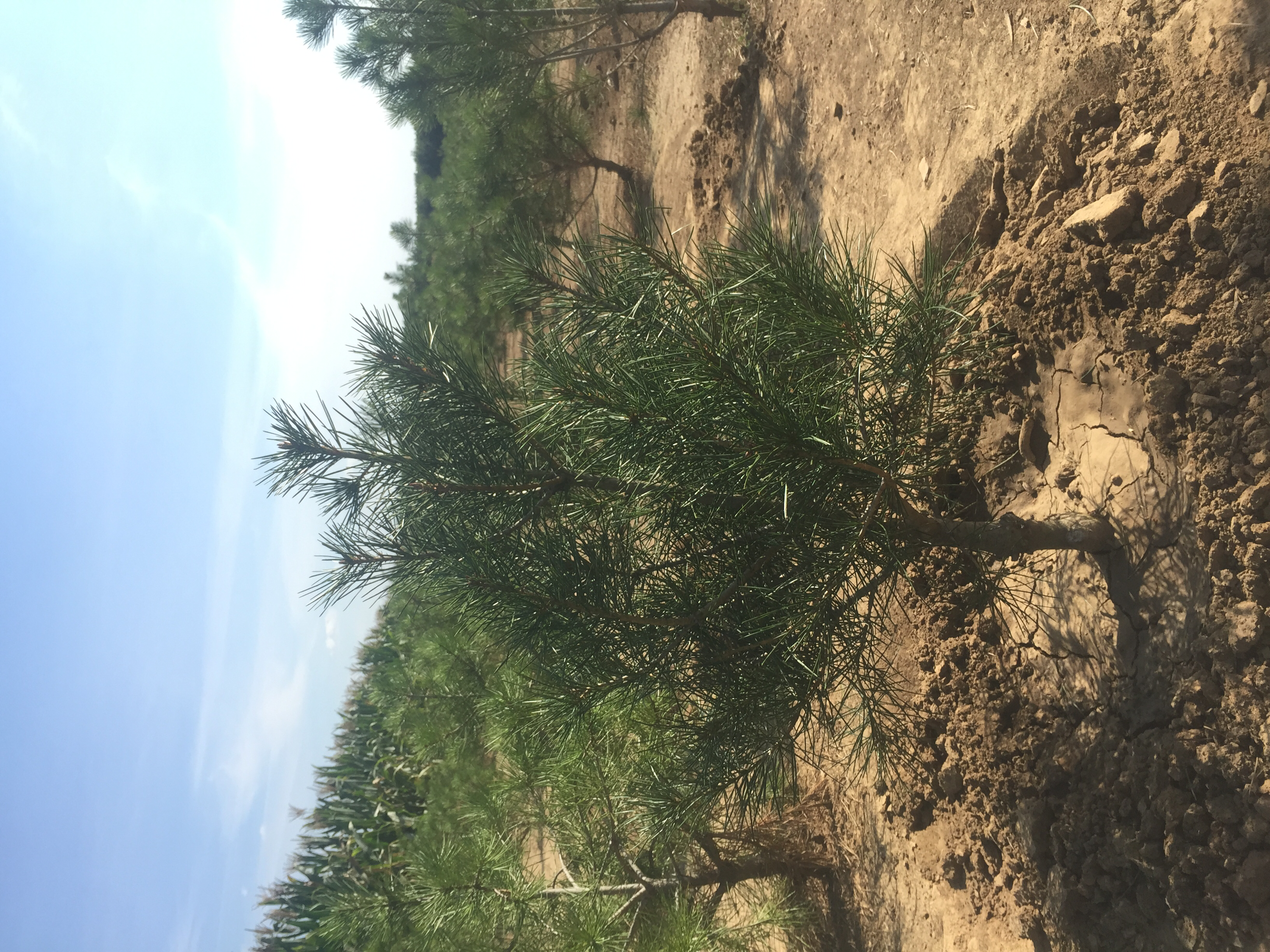 一株正在生长的白皮松幼苗,周围为松软的土壤和少量遮阴设施 白皮松幼苗